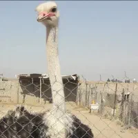 پرنده