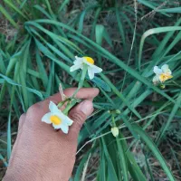 گل نرگس مرغوب بهبهان|گل و گیاه طبیعی|بهبهان, |دیوار