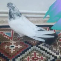 کفتر دلیل مهاجرت فروش فوری