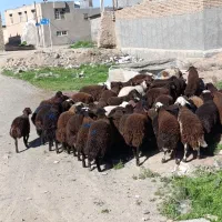 بره نر افشاری درجه 1 دامداری میلاد نجبایی