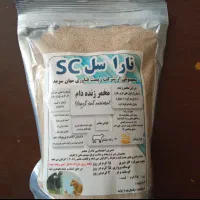 نیرو کار خانم حسابدار