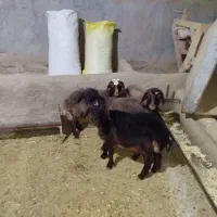 بره|حیوانات مزرعه|ساروق, |دیوار