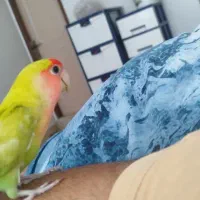 طوطی برزیلی رام رام نر مست|پرنده|رضوانشهر, |دیوار