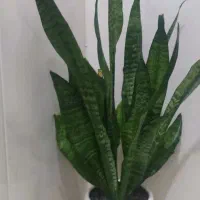 گل طبیعی|گل و گیاه طبیعی|کرمانشاه, |دیوار