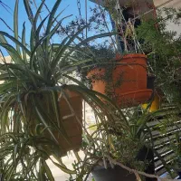 گل و گلدان|گل و گیاه طبیعی|صدرا-فارس, فاز ۱|دیوار