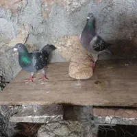 کبوتر گم شده