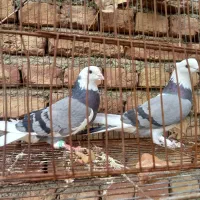 یه جفت کفتر شازده سبز|پرنده|سلماس, |دیوار