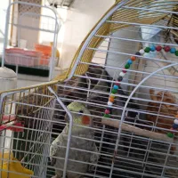 عروس ماده گل باقالی