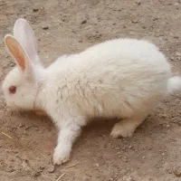 خرگوش بچه های ناز