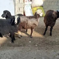۴راس بره برای فروش|حیوانات مزرعه|مهاباد (آذربایجان غربی), |دیوار
