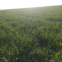 خریدوفروش کود