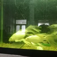 ماهی کوی سوپربال|ماهی|ملک‌آباد, |دیوار