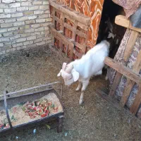 نر بز سانا