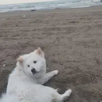 واگذاری چاوچاو 8ماه واکسینه شده|سگ|قدس, شهرقدس|دیوار