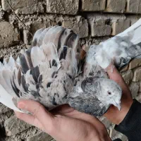 زنجیر و سرور