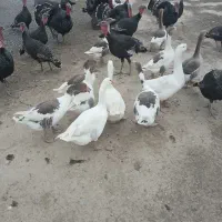 غاز و قو غاز