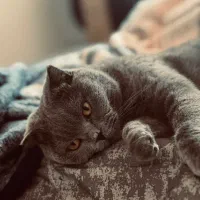 واگذاری گربه اسکاتیش