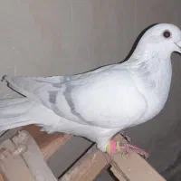 دم سفید و پاکستانی|پرنده|تربت‌حیدریه, بالا ولایت|دیوار