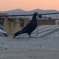 کبوتر پلاکی