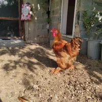 بوقلمون و مرغ برهما و کوشین|حیوانات مزرعه|شیراز, بید زرد|دیوار