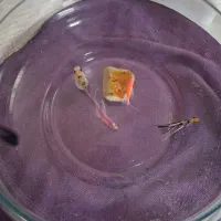 ۴عدد ماهی|ماهی|محمدیه-قزوین, |دیوار