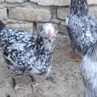 تخم مرغ نطفه دار گلین با ضمانت نود درصد|حیوانات مزرعه|شهرکرد, |دیوار