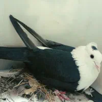 کبوتر  کلاغ کربلایی