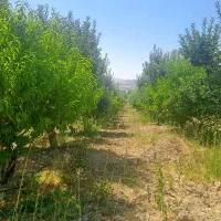 زمین باغ شهری 1000متر