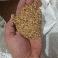 بذر یونجه ایرانشهری