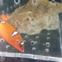 راس دلقک جوان