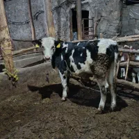 گوساله نر سیمنتال