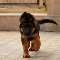 سگ ژرمن مالینویز روتوایلر اصیل