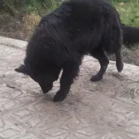 سگ ژرمن بلک