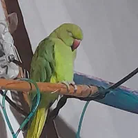 فروش طوطی دست آموز|پرنده|بندر انزلی, عباس آباد|دیوار