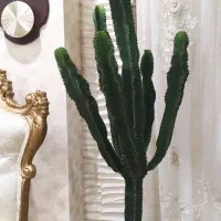 کاکتوس افوربیا دو ساله