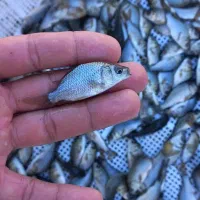خرید و فروش بچه ماهی گرمابی