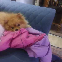 سگ پامر گمشده در زعفرانیه