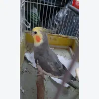عروس هلندی نر