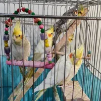 عروس هلندی