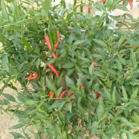 فلفل شمشیری تنددرجه یک|عمدهفروشی|جهرم, |دیوار