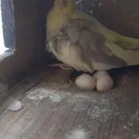 مرغ عروس نرو ماده