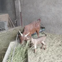 بز پاکستانی با کره نر