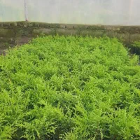 نشاء لاوسون لاوسون سطل12سرو شیرازفونیکس یاس هلندی