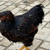 مرغ ویاندوت