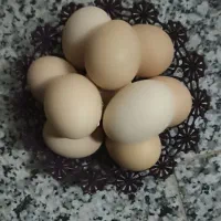 جوجه و تخم مرغ برهما