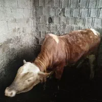 گاو نر گوشتی