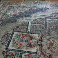 عروس هلندی قیمت خوب|پرنده|شهرضا, |دیوار