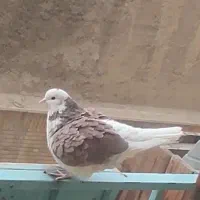 کفتر یا کبوتر گمشده