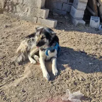 واگذاری رایگان سرابی