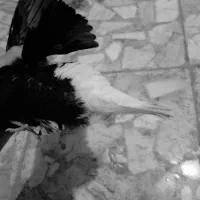 اشعل نر  پاک . جوجه .